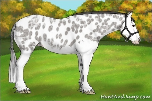 Horse Color:Grullo Ice Roan Splash Appaloosa