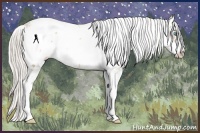 Horse Color:Palomino Pearl Sabino 