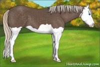 Horse Color:Silver Black Splash 