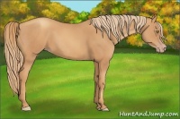 Horse Color:Gold Champagne 
