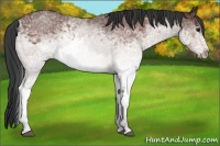 Horse Color:White Spotted Bay 