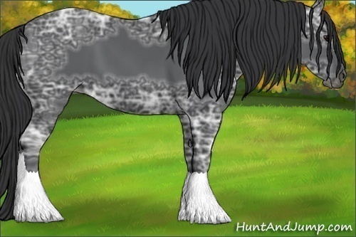 Horse Color:Black Ice
