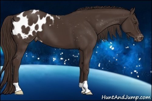 Horse Color:Liver Chestnut Appaloosa 