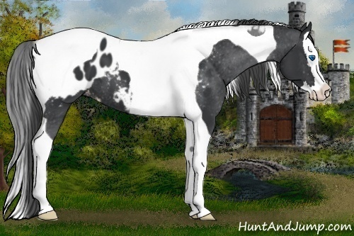 Horse Color:Black Splash Tobiano Appaloosa 