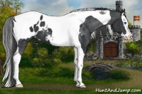 Horse Color:Black Splash Tobiano Appaloosa