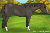 Horse Color:Smoky Black 