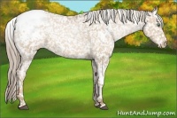 Horse Color:White Spotted Liver Chestnut Pearl Appaloosa 