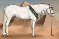 Horse Color:White Spotted Liver Chestnut Pearl Appaloosa 