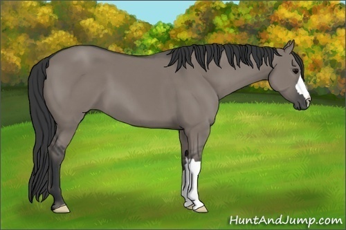 Horse Color:Grullo 