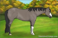 Horse Color:Grullo 