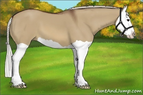 Horse Color:Silver Brown Dun Splash 