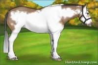 Horse Color:Bay Dun Sabino Splash Frame Rabicano