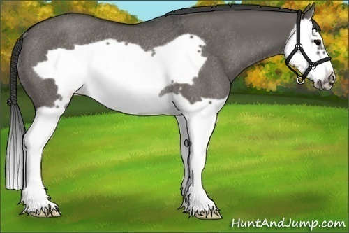 Horse Color:Grullo Splash Frame Rabicano