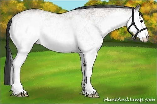 Horse Color:White Spotted Grullo Rabicano 