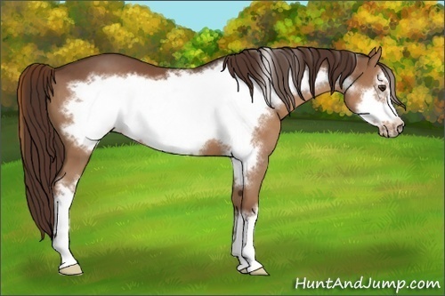 Horse Color:Liver Chestnut Frame 