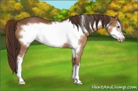 Horse Color:Liver Chestnut Frame 