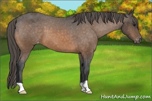 Horse Color:Buckskin Varnish 