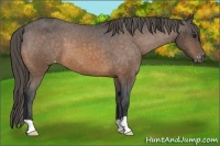 Horse Color:Buckskin Varnish 