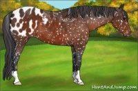 Horse Color:Brown Appaloosa