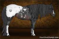 Horse Color:Brown Appaloosa 