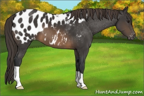 Horse Color:Buckskin Appaloosa 