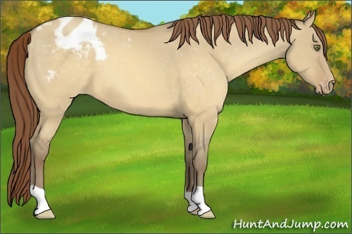 Horse Color:Sable Cream Champagne Dun Varnish 