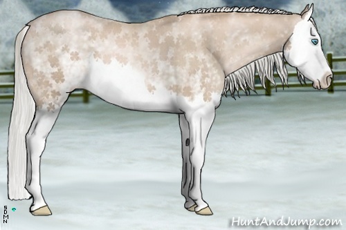 Horse Color:White Spotted Chocolate Palomino Pearl Splash 