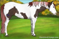 Horse Color:Painted Liver Chestnut Splash Tobiano