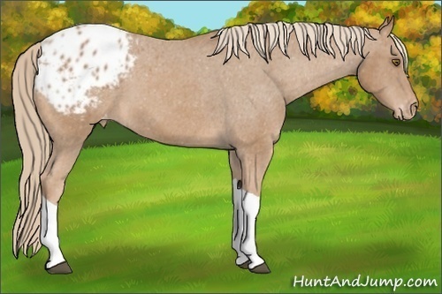 Horse Color:Chestnut Sabino Tobiano Varnish