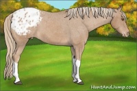 Horse Color:Chestnut Sabino Tobiano Varnish