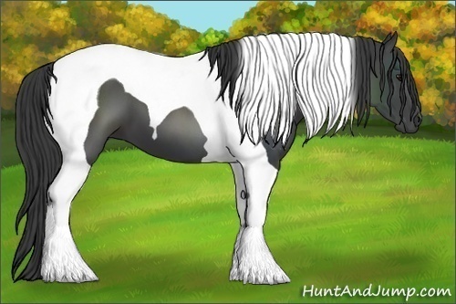 Horse Color:Smoky Black Tobiano 