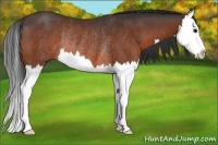 Horse Color:Bay Sabino Splash Rabicano