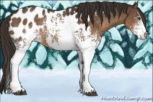 Horse Color:White Spotted Liver Chestnut Appaloosa 