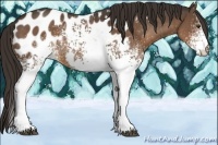 Horse Color:White Spotted Liver Chestnut Appaloosa 