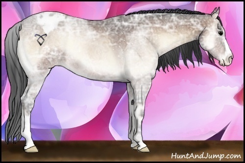 Horse Color:Bay Ice Roan Onyx Appaloosa 