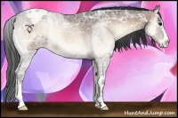 Horse Color:Bay Ice Roan Onyx Appaloosa 