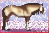 Horse Color:Red Onyx Appaloosa