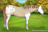 Horse Color:Red Dun Roan Splash Appaloosa 