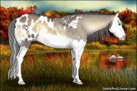 Horse Color:Brown Roan Onyx Splash Appaloosa 