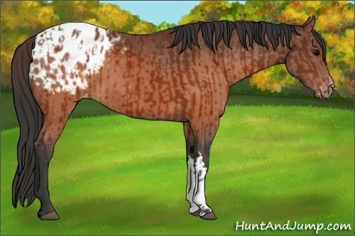 Horse Color:Brown Appaloosa  and Brown Appaloosa 