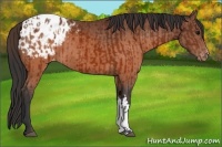 Horse Color:Brown Appaloosa  and Brown Appaloosa 
