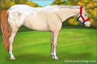 Horse Color:Amber Champagne Pearl Appaloosa 