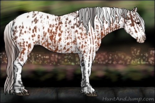 Horse Color:Brown Appaloosa  and Brown Roan Appaloosa 
