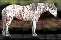 Horse Color:Brown Varnish and Brown Roan Varnish