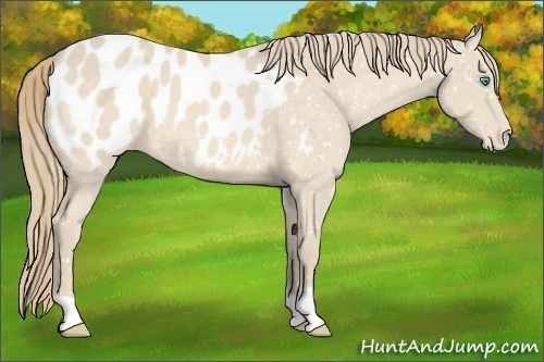 Horse Color:Perlino Appaloosa 