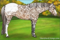 Horse Color:Buckskin Snowflake Varnish