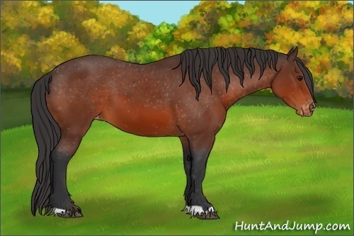 Horse Color:Brown Appaloosa
