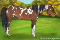 Horse Color:White Spotted Brown 