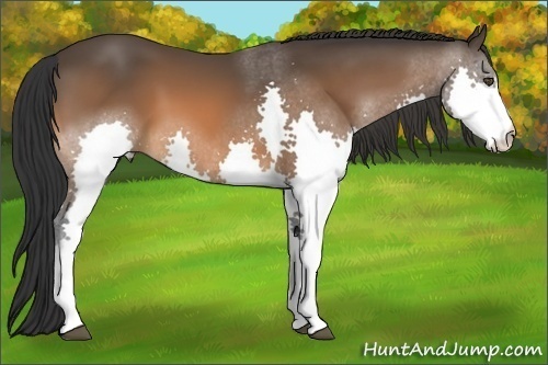 Horse Color:Bay Splash 