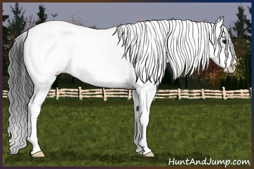 Horse Color:Grullo Sabino
